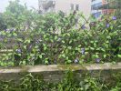 Simulation fence leaves wooden fence Retractable fence fake plant fence Garden yard decoration fence